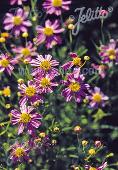 coreopsis (meisjesogen)rosea American Dream 